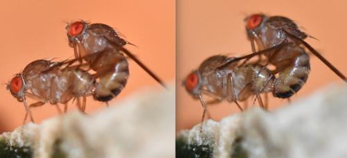Réf. 289 189 : Drosophila immigrans